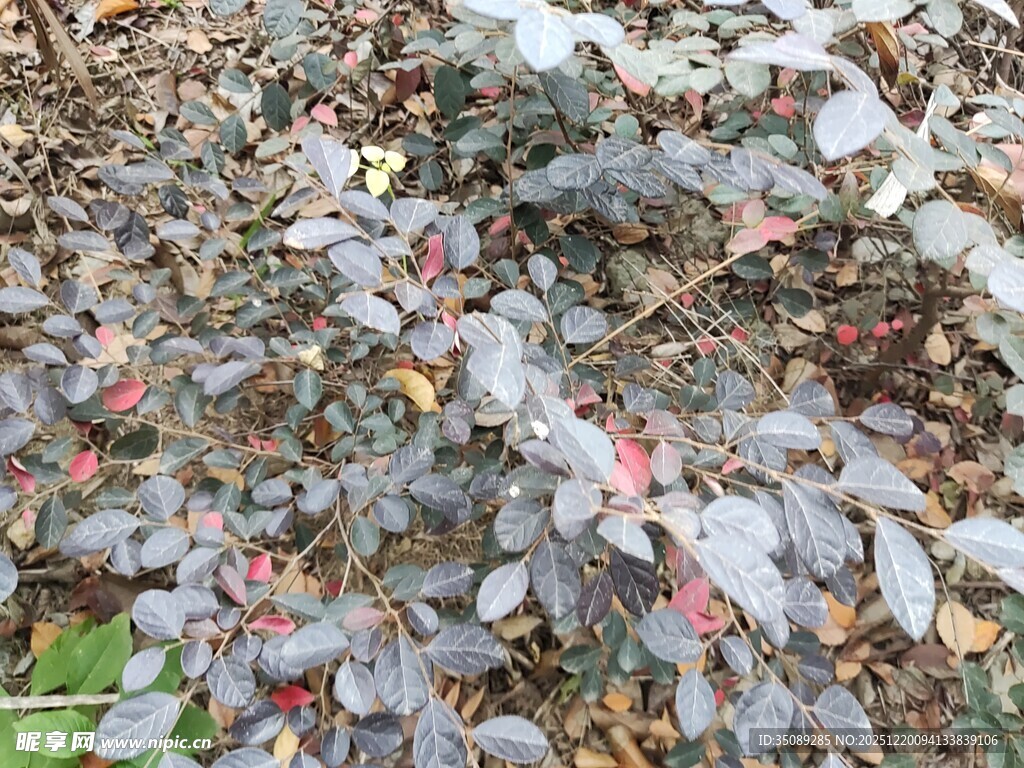 地面上五彩斑斓的落叶