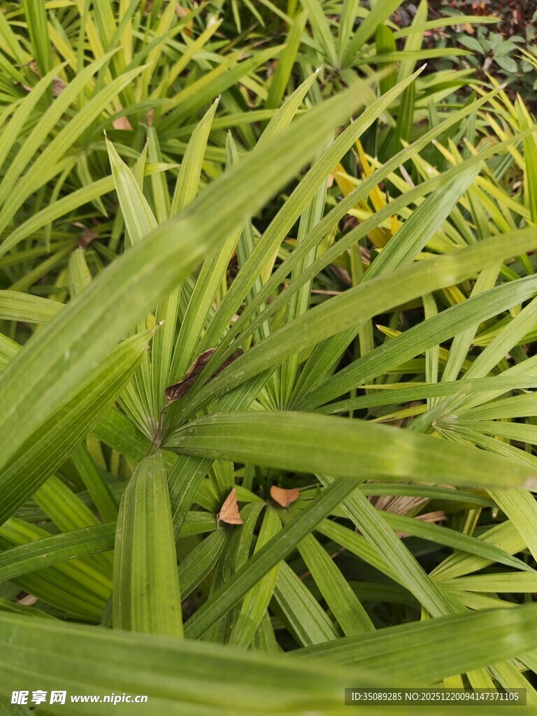 翠绿繁茂的热带植物叶片