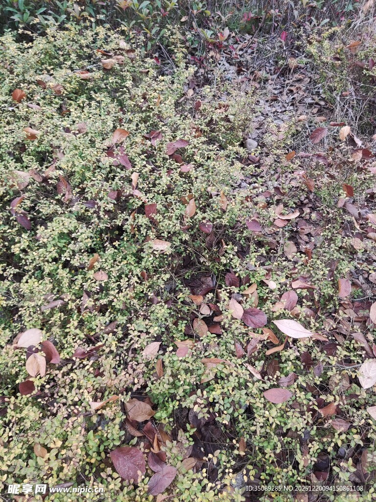 地面的绿色植物与落叶