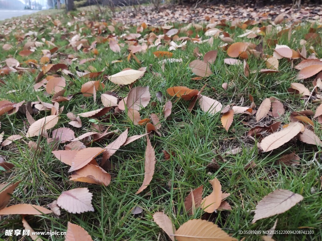 秋日草地落叶美景