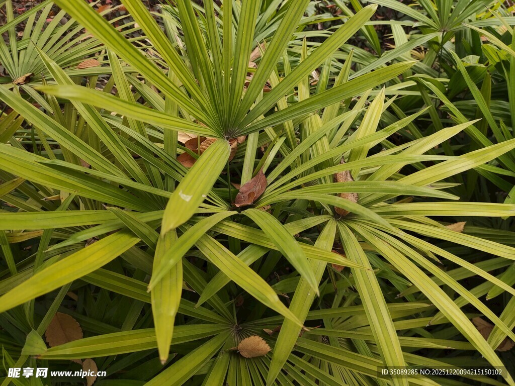 棕榈植物特写