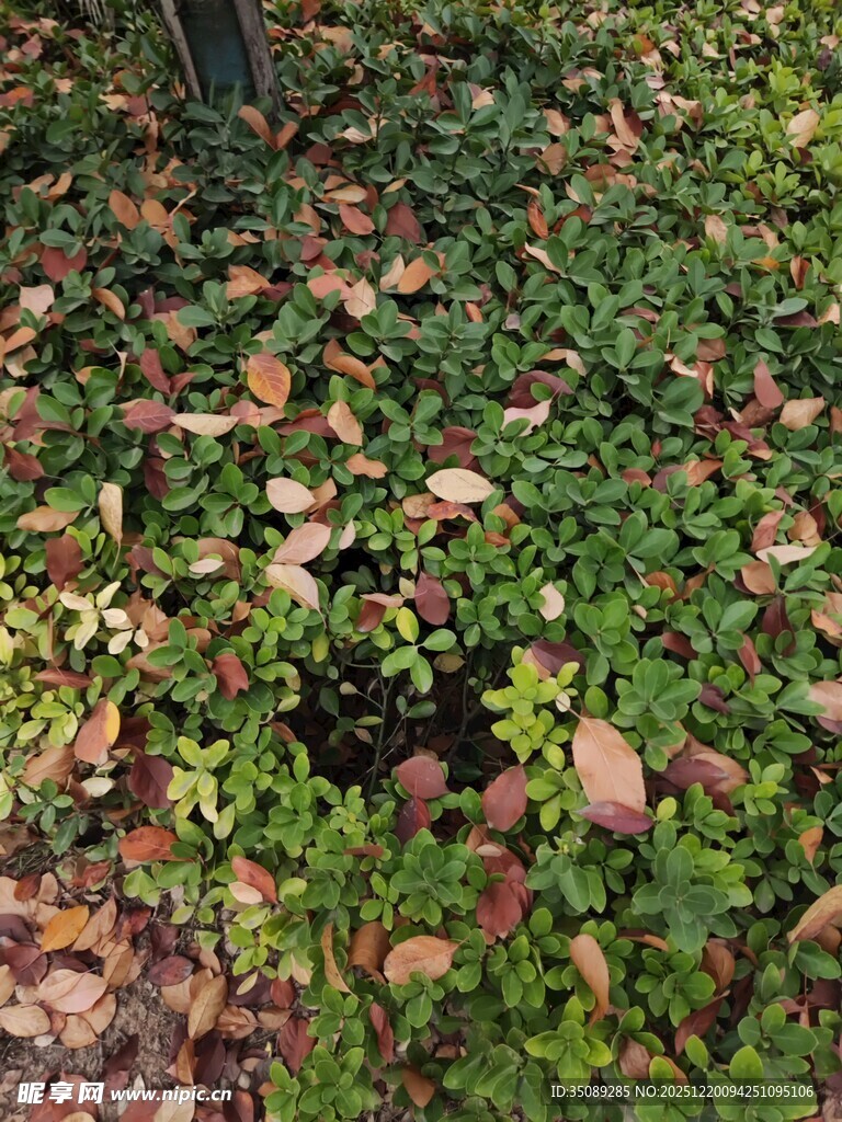 地面上的落叶与绿植