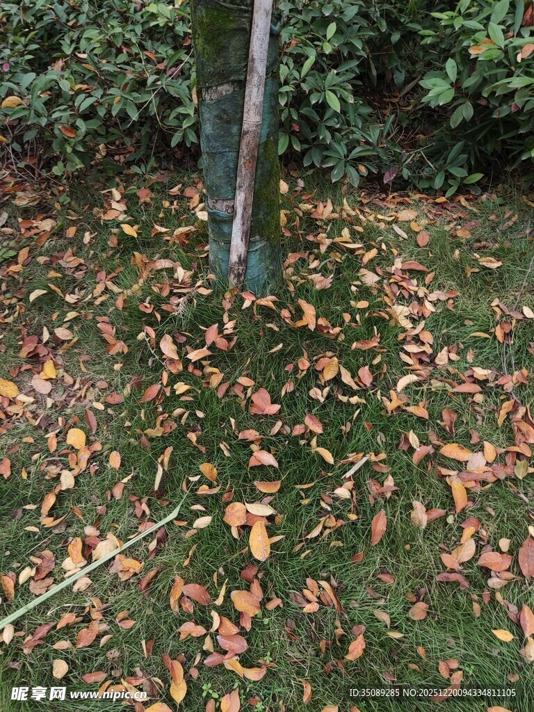 秋日树下落叶景致