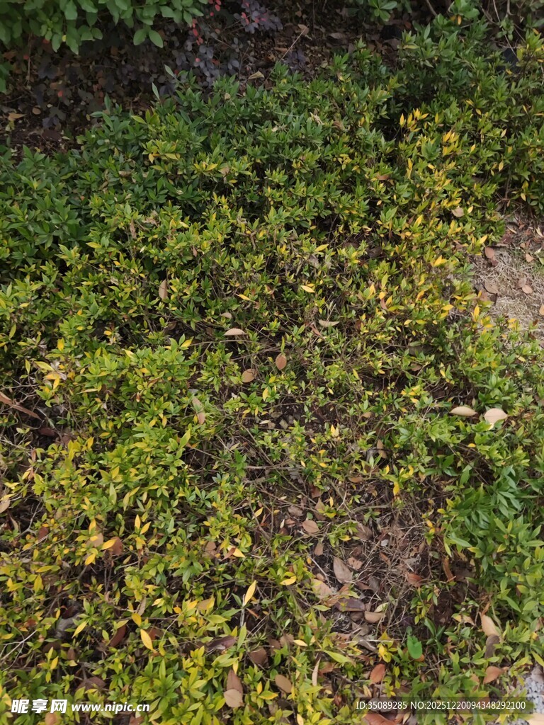 翠绿繁茂的地面植物景观