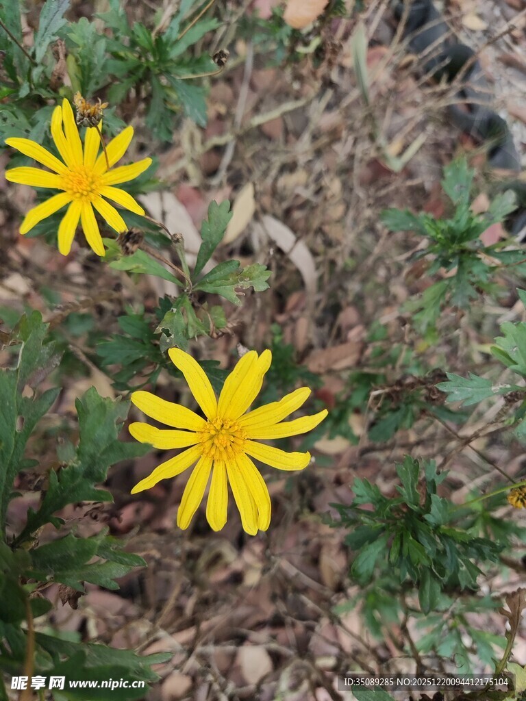 两朵黄色小花绽放于草地
