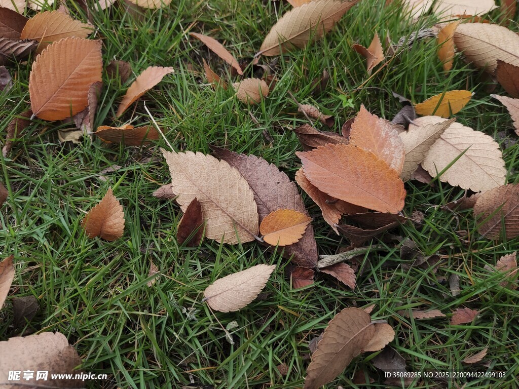 草地上的缤纷落叶