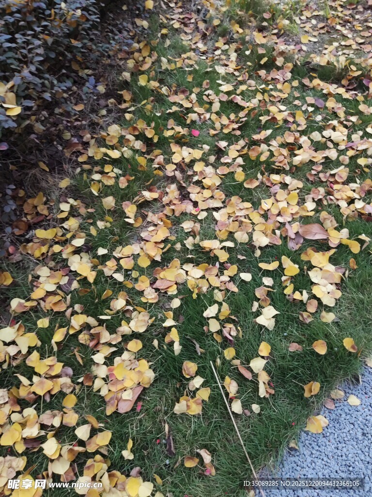 落叶铺地的秋日景象