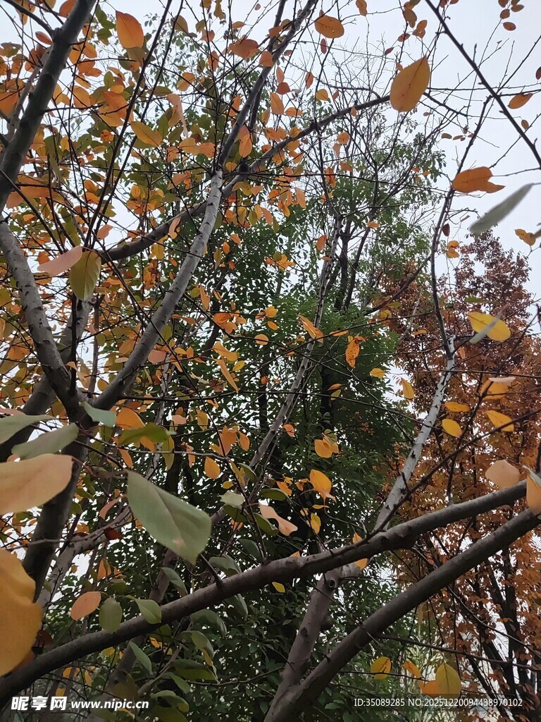 秋日枝头斑斓树叶景象