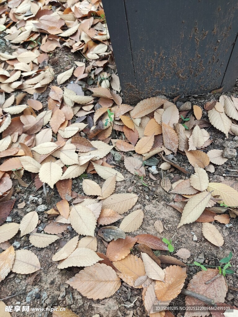 地面散落的枯黄落叶