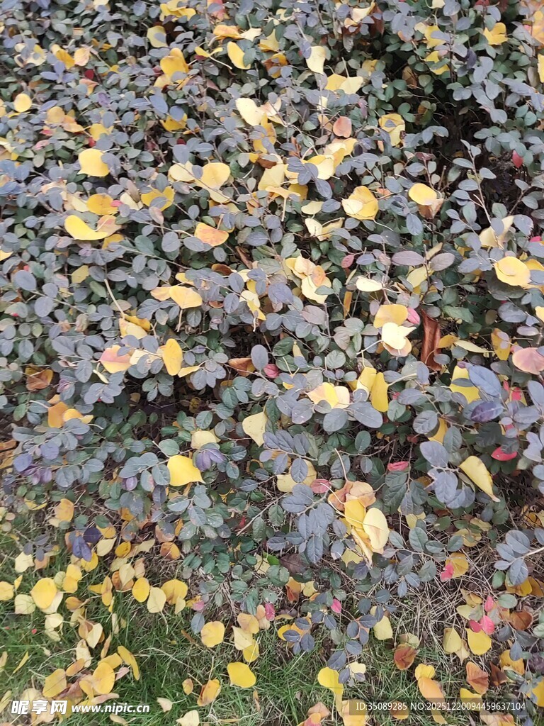 地面散落的多彩落叶