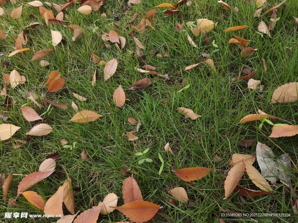草地上散落的多彩秋叶