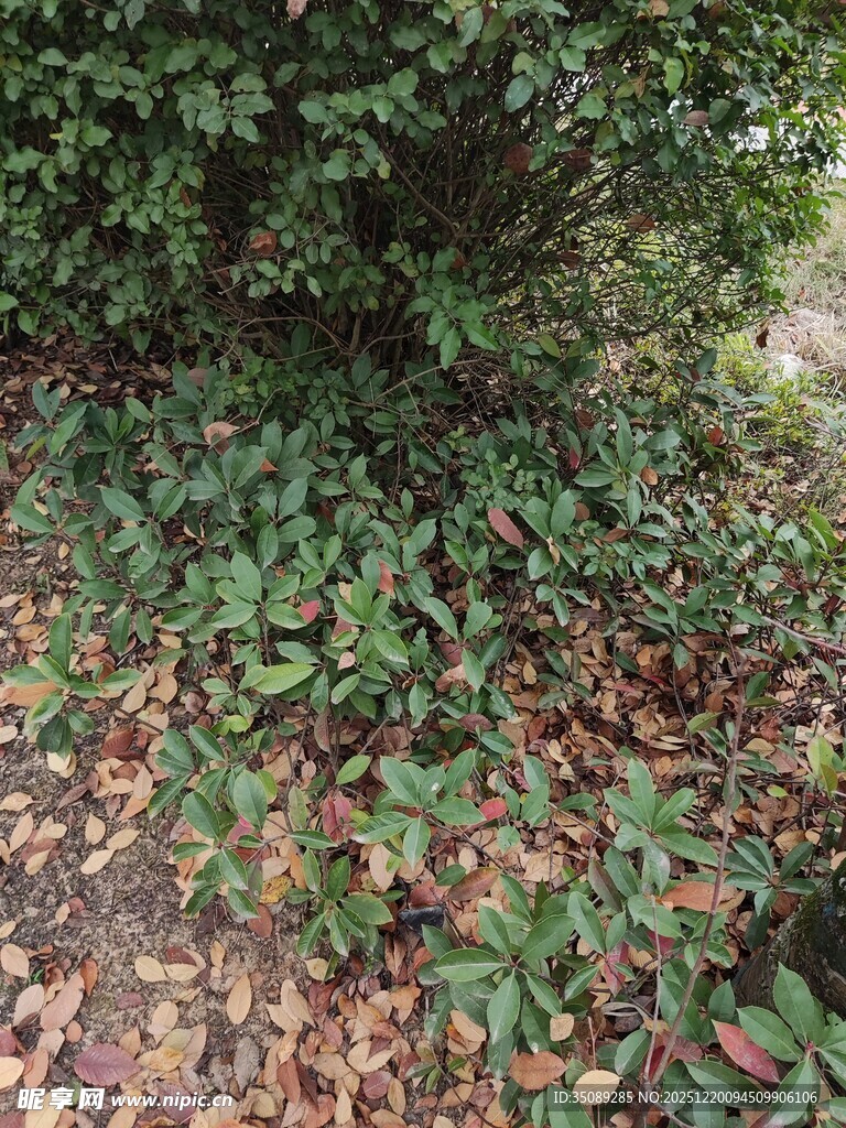 地面绿植与落叶景象