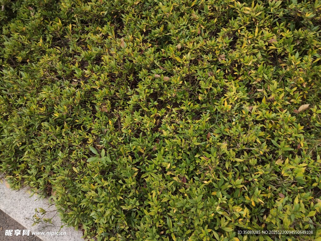 翠绿繁茂的植物墙