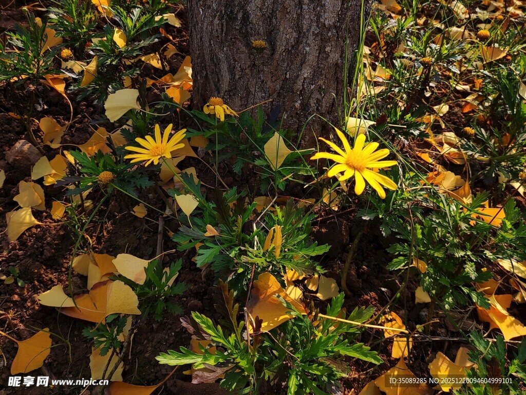 树下绽放的黄色小花