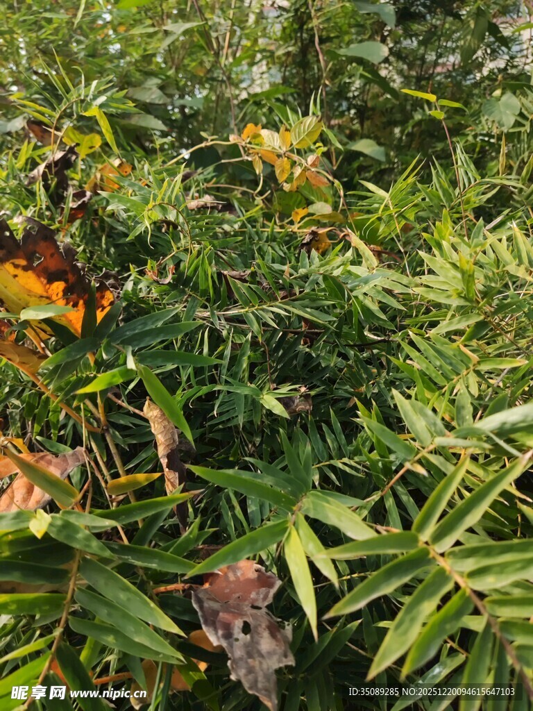 繁茂绿植中的多彩叶片