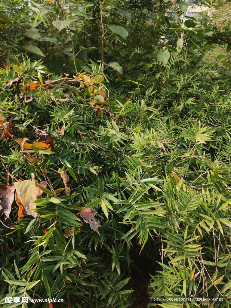 茂密绿植中的多彩叶片