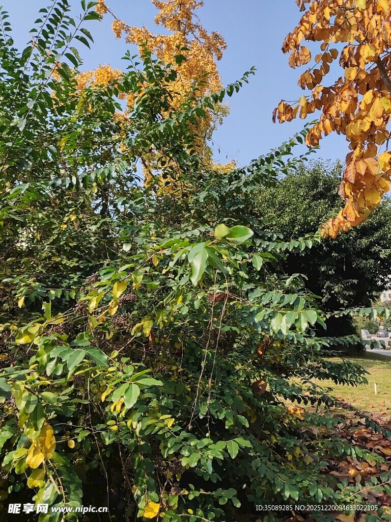 秋日繁茂绿植景观