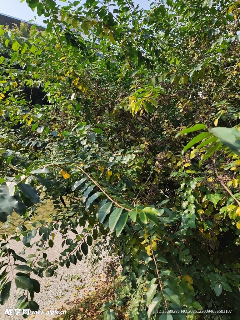 繁茂绿植展现自然生机