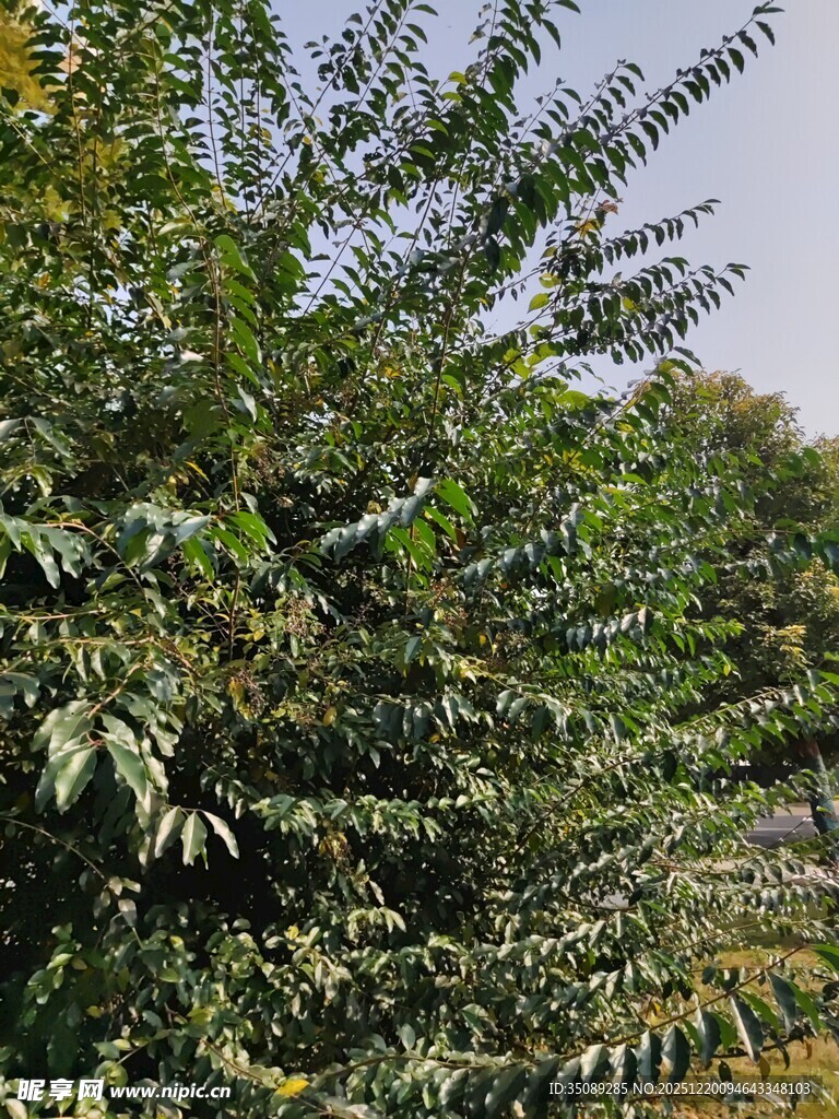 茂密葱郁的绿色植物