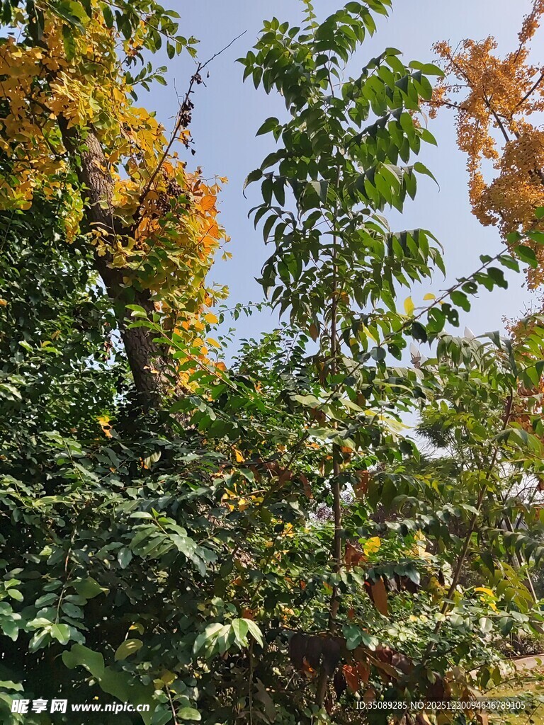 秋日繁茂树林景致