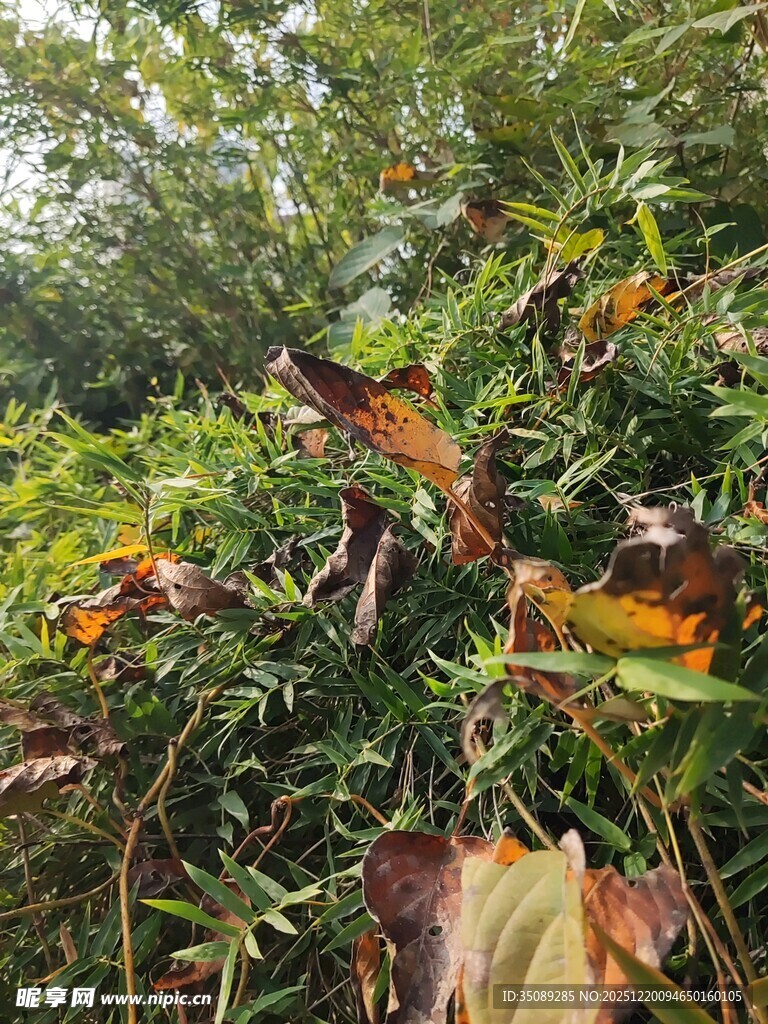 秋日丛林中的多彩植物