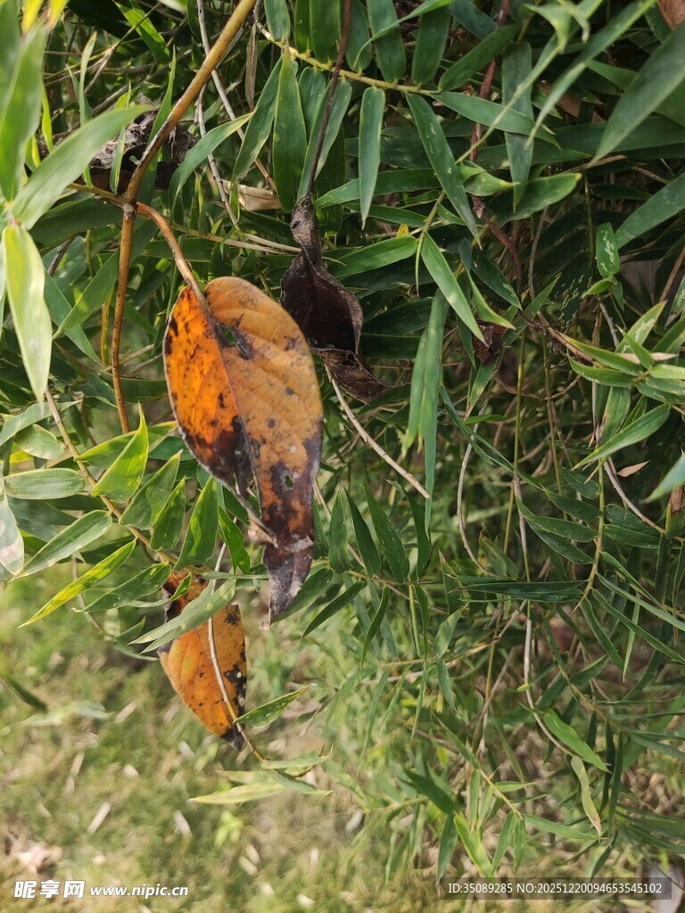 林间挂于枝头的橙色猴子