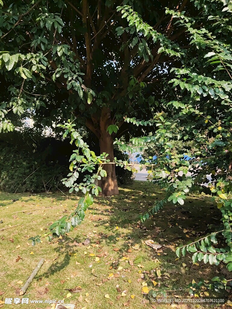 绿荫下的宁静户外景致