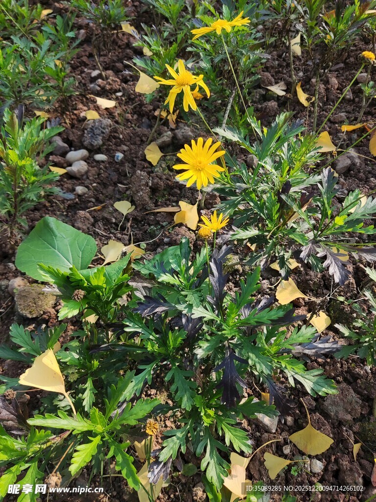 黄色小花绽放于绿植间