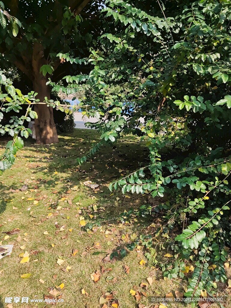 林间光影下的静谧草地