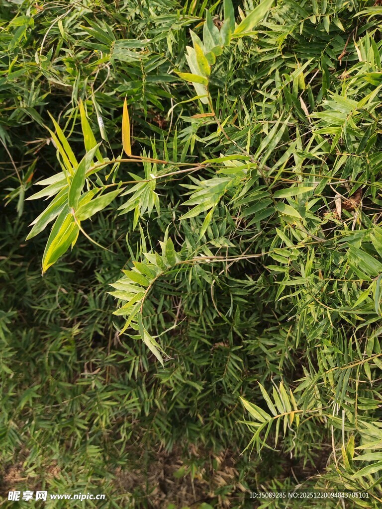 翠绿繁茂的植物景观