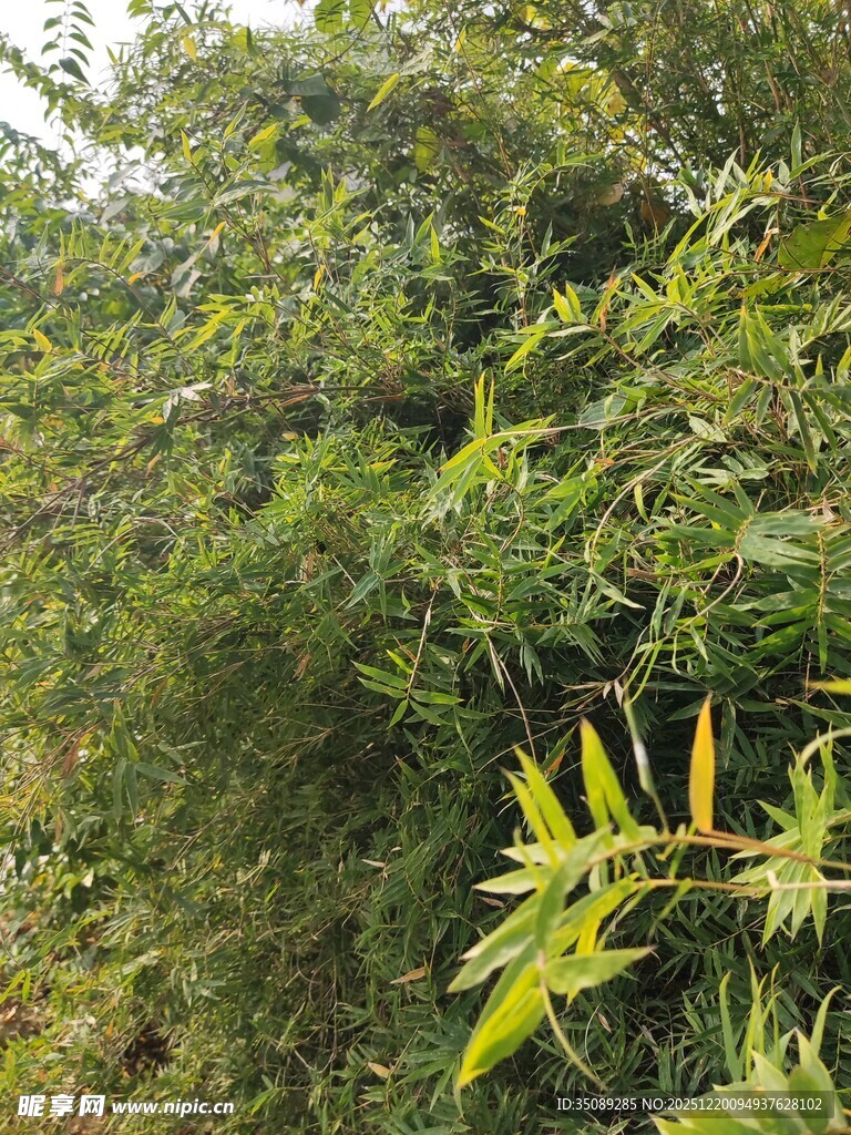 茂密绿植中的独特枝叶