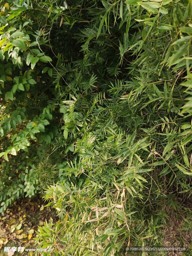 茂密绿植景观