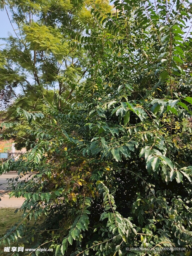 绿叶繁茂的树木景观