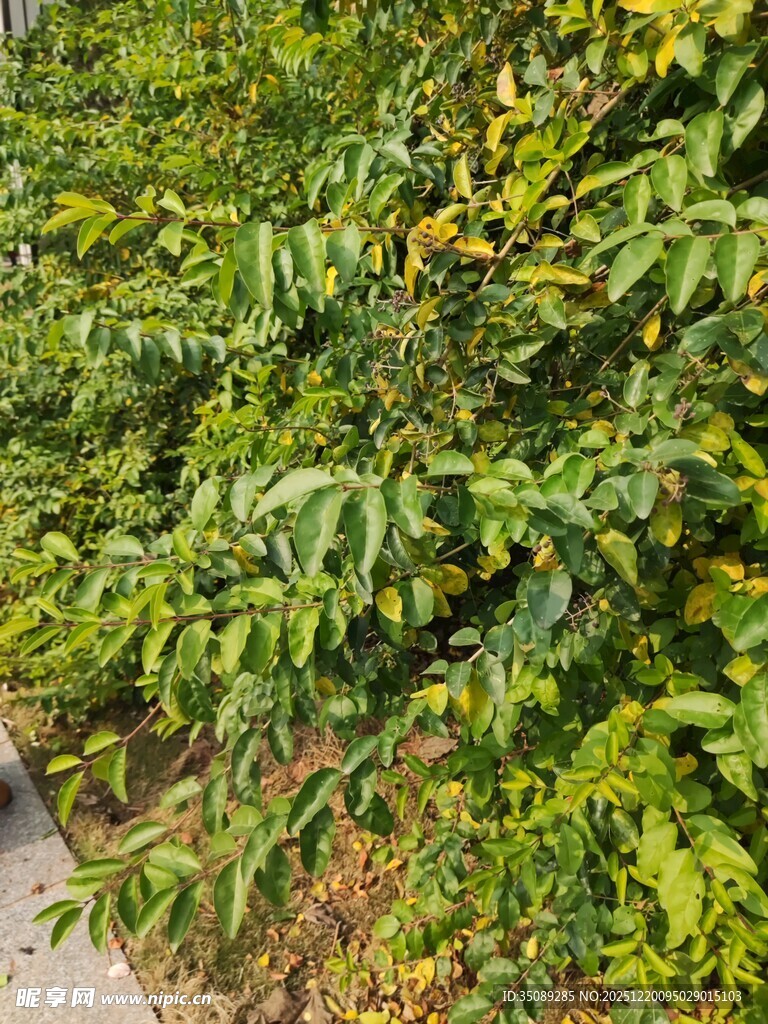 路边繁茂绿植景观