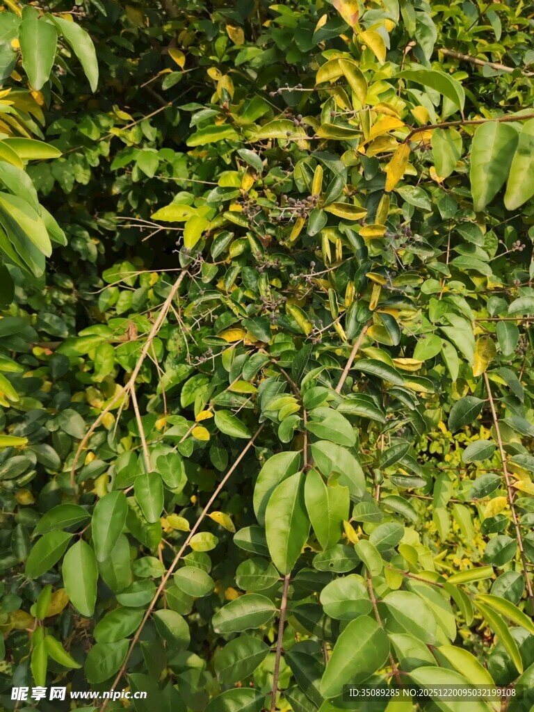 绿叶繁茂的植物景观