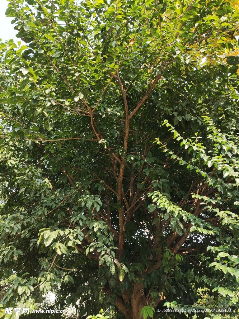 茂盛绿树展现自然生机