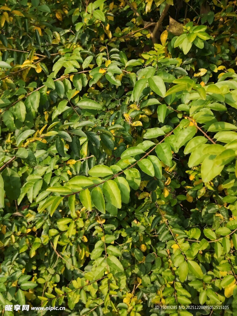 茂密翠绿的植物叶片