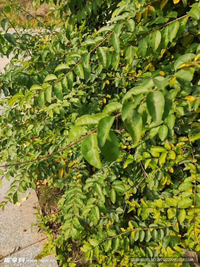 翠绿繁茂的灌木植物