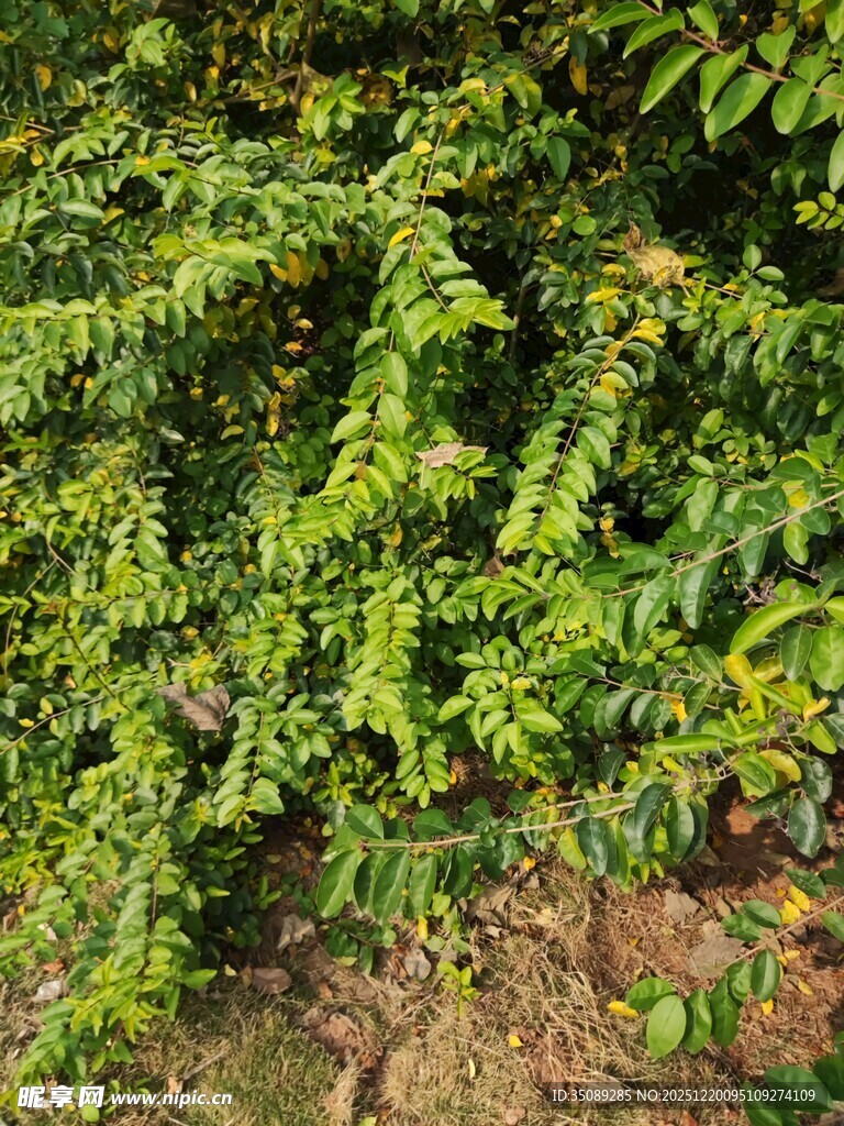 翠绿繁茂的植物景致