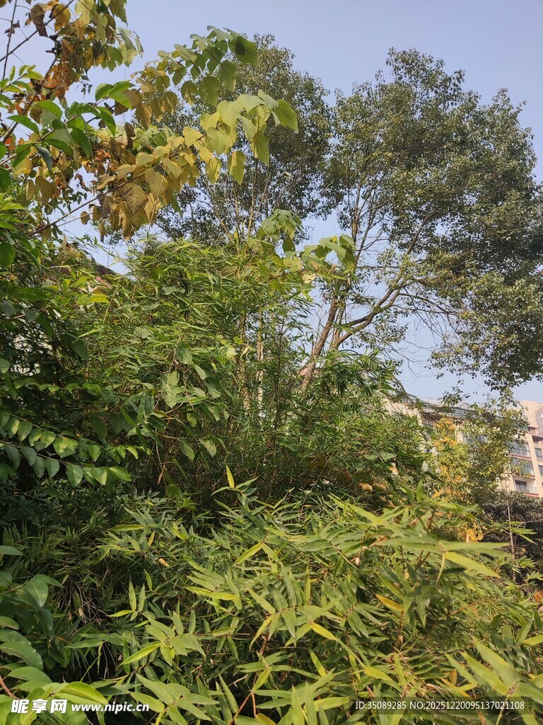 繁茂绿植展现自然生机