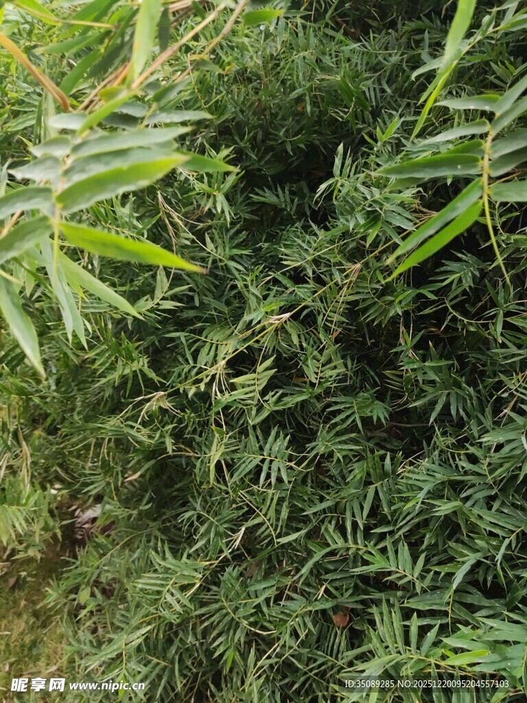 茂密绿植景观