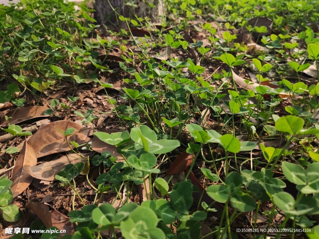 地面繁茂绿植景象
