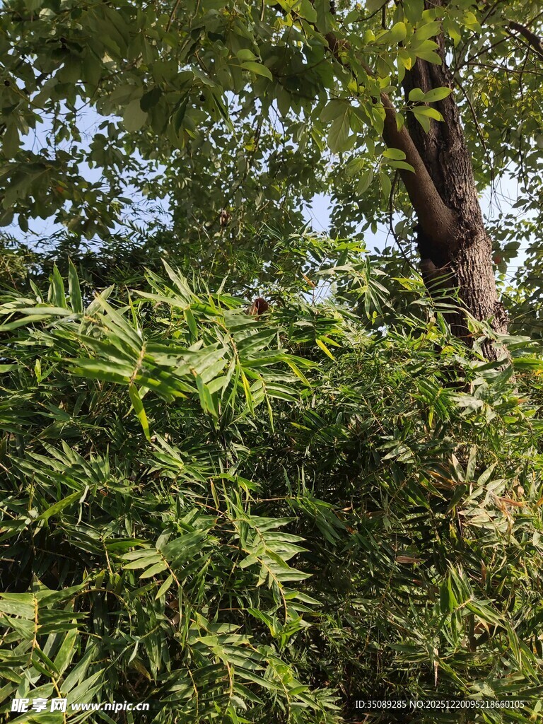 茂密丛林中的繁茂绿植