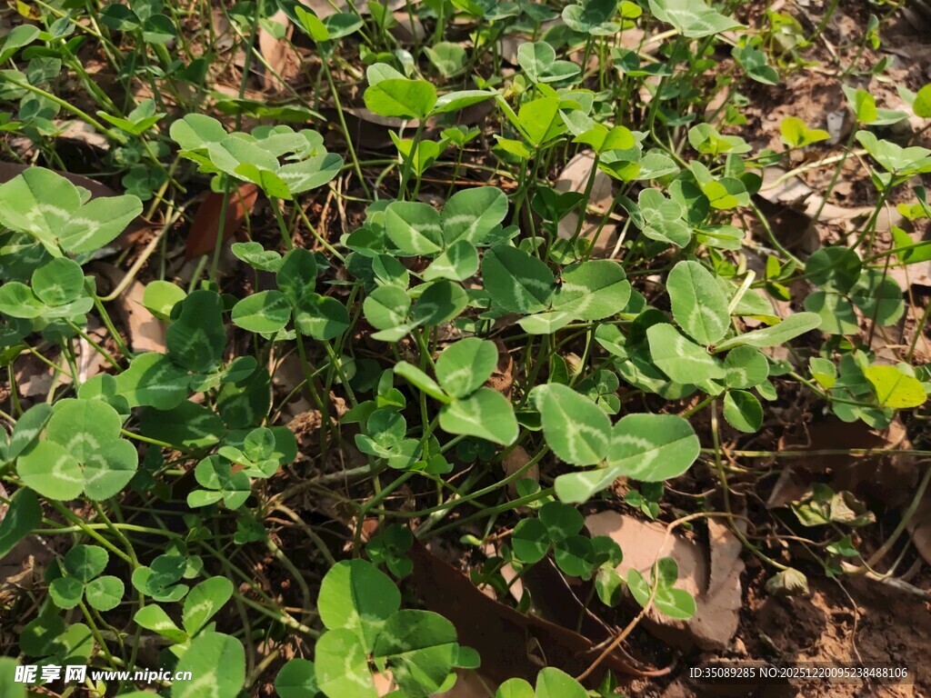 绿叶繁茂的植物景观