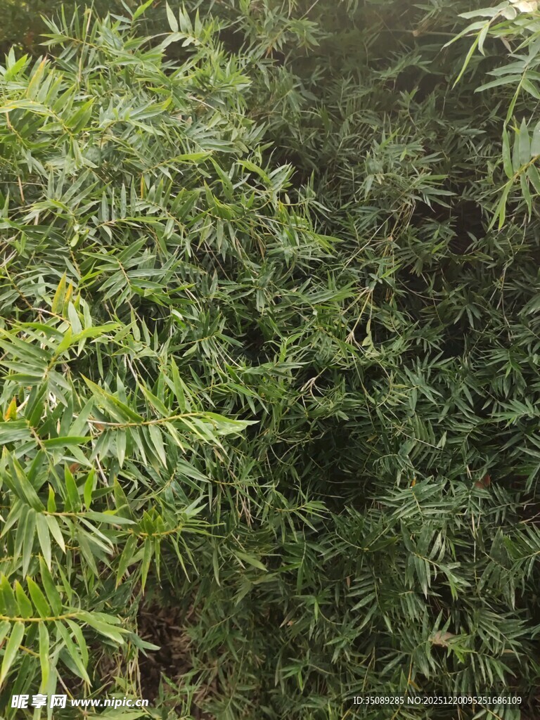 茂密绿植景观