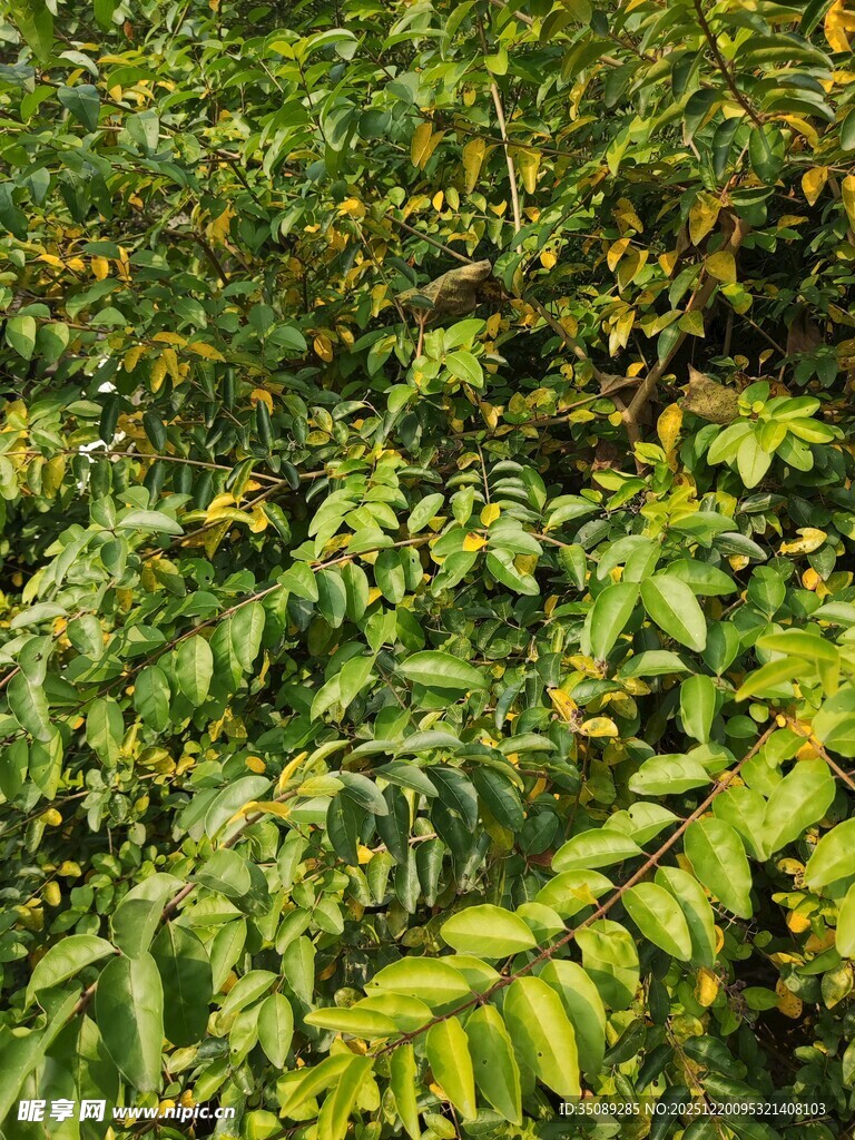 茂密翠绿的植物枝叶