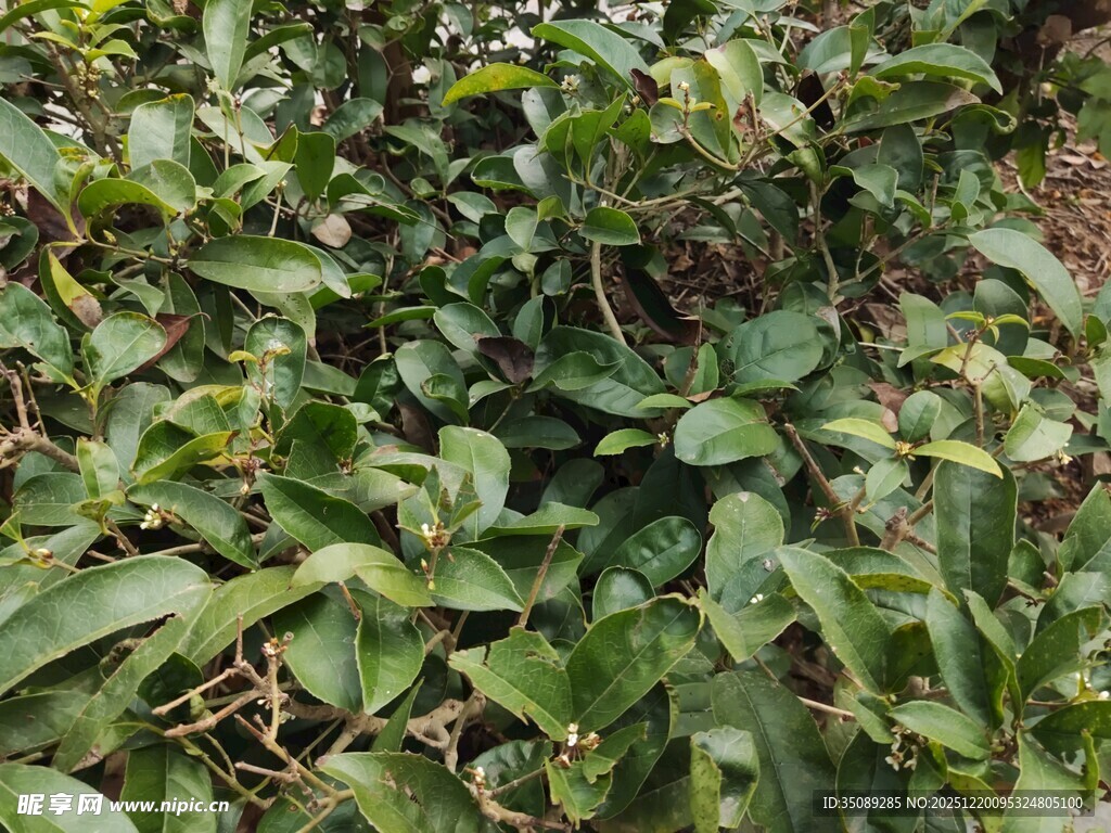 繁茂的绿色植物景观