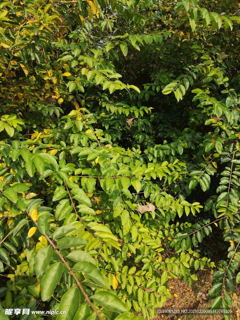 茂密翠绿的植物枝叶