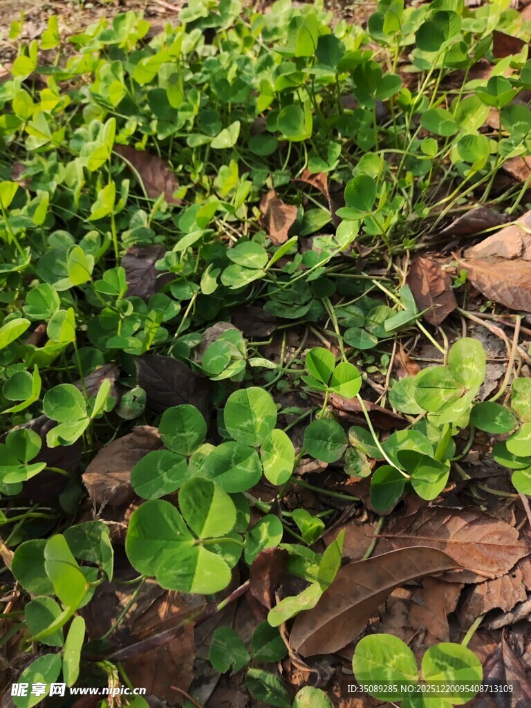 翠绿繁茂的地面绿植景观