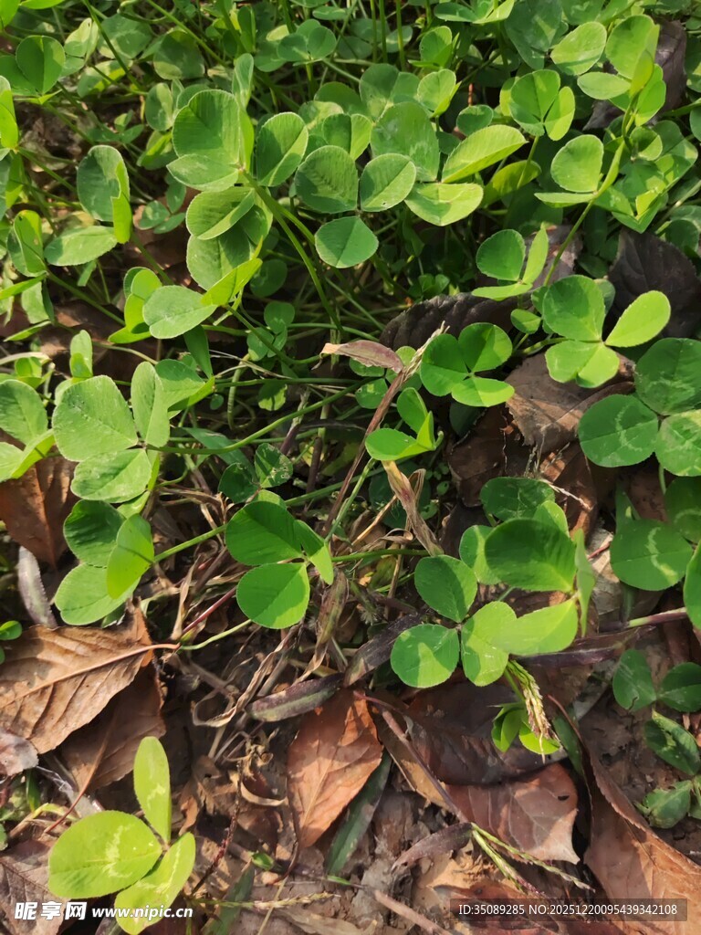 绿叶与枯叶交织的自然景象